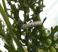 Myelois circumvoluta