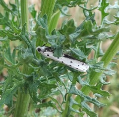 Myelois circumvoluta