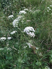 Pimpinella major