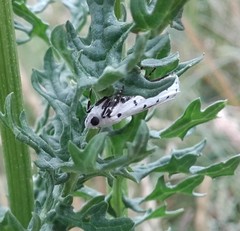 Myelois circumvoluta