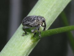 Ceutorhynchus typhae