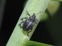 Ceutorhynchus typhae