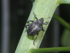 Ceutorhynchus typhae