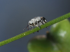 Ceutorhynchus typhae