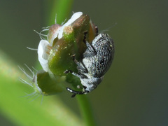 Ceutorhynchus typhae