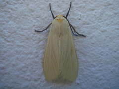 Pareuchaetes pseudoinsulata