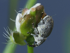 Ceutorhynchus typhae
