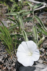 Calystegia spithamaea