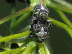 Ceutorhynchus typhae