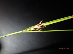 Rhynchospora capitellata