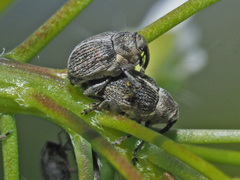 Ceutorhynchus typhae