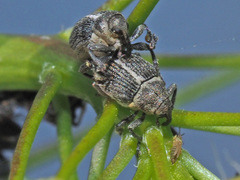 Ceutorhynchus typhae