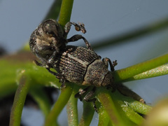 Ceutorhynchus typhae