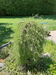 Caragana microphylla