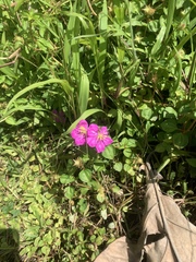 Heterotis rotundifolia