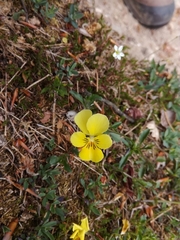 Viola lutea calaminaria