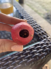 Hernandia nymphaeifolia