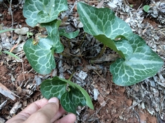 Asarum hartwegii