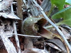 Asarum hartwegii