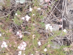 Asperula tephrocarpa