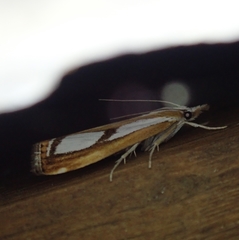 Catoptria permutatellus