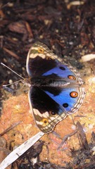 Junonia orithya wallacei
