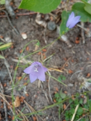 Campanula rotundifolia