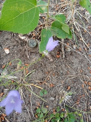 Campanula rotundifolia