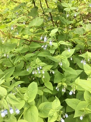 Mertensia paniculata