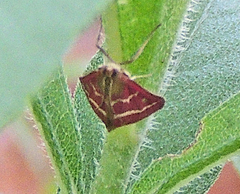 Pyrausta volupialis