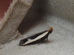 Dichomeris flavocostella