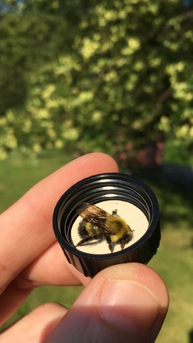 Perplexing Bumble Bee