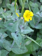 Erythranthe floribunda