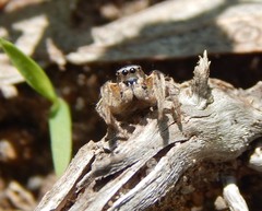 Habronattus captiosus