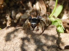 Habronattus captiosus
