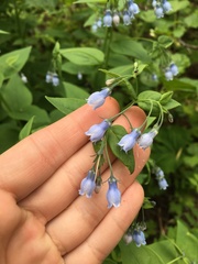 Mertensia paniculata
