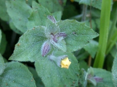 Erythranthe floribunda