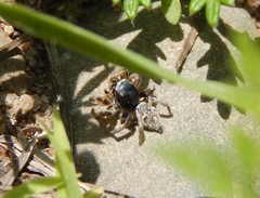 Habronattus captiosus