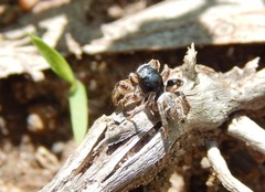 Habronattus captiosus
