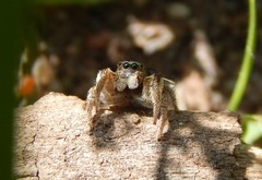 Habronattus captiosus