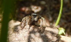 Habronattus captiosus