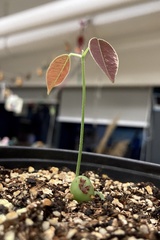 Ormosia semicastrata