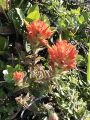 Castilleja litoralis