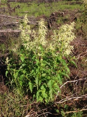 Koenigia alaskana