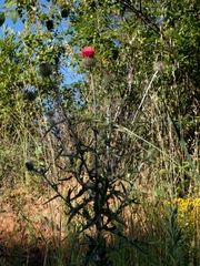 Cirsium occidentale
