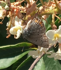 Satyrium californica