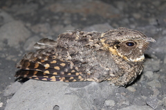 Antrostomus arizonae