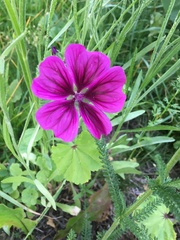 Geranium palustre
