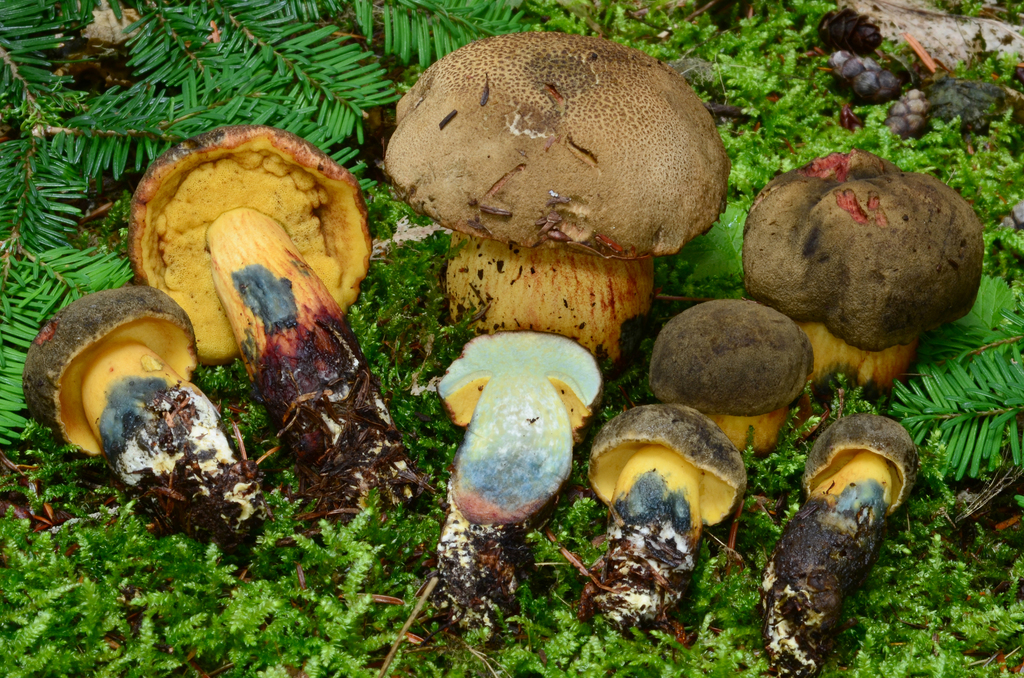 Xerocomellus rainisiae
