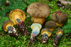 Xerocomellus rainisiae